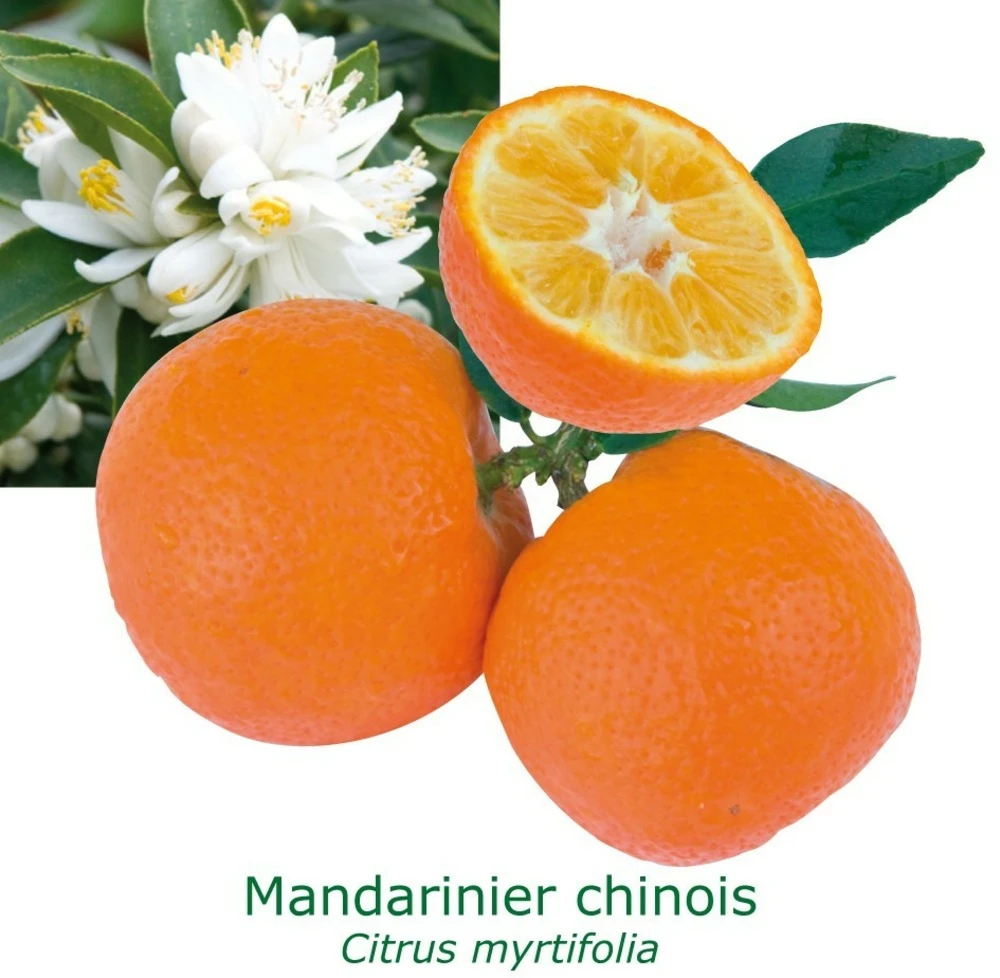 Mandarinier Chinois - Chinotto Bio Tailles:pot De 3 Litres, Hauteur 30/40 Cm 3 Mandarinier Chinois - Chinotto Bio Tailles:pot De 3 Litres, Hauteur 30/40 Cm