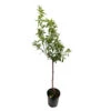 Amandier 'Ferraduel' : Gobelet 3 Ans Pot -Feuilora Soldes Boutique 1015037 1715221