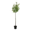 Abricotier 'Bergeval'® :1/2 Tige Pot -Feuilora Soldes Boutique 1015040 1715236