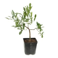 Combava AB 'Citrus Hystrix' Pot 3L -Feuilora Soldes Boutique 1022437 004