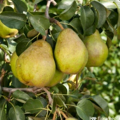 Poirier 'Docteur Jules Guyot':gobelet 2 Ans Pot 7.5L