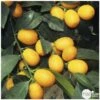 Kumquat Sur 1/4 Tige : Pot 2L -Feuilora Soldes Boutique 1045106 002