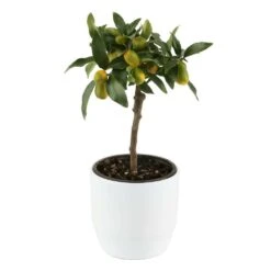 Kumquat Sur 1/4 Tige : Pot 2L -Feuilora Soldes Boutique 1045106 004