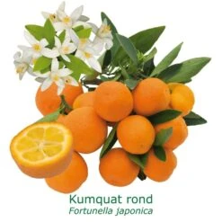 Kumquat Rond Bio Tailles:pot De 3 Litres, Hauteur 30/40 Cm