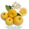 Lime Douce De Rome Bio Tailles:pot De 3 Litres, Hauteur 30/40 Cm -Feuilora Soldes Boutique 200c4979051b7749