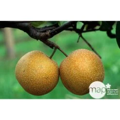 Nashi Hosui Bronze : Gobelet 3 Ans D'âge Ctr 12 Litres -Feuilora Soldes Boutique 228675 003