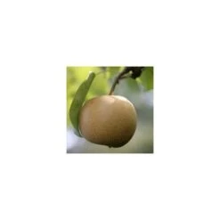 Nashi Nieiseiki : Gobelet Ctr 3 Ans D'âge -Feuilora Soldes Boutique 229605 001