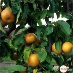 Nashi Nieiseiki : Gobelet Ctr 3 Ans D'âge -Feuilora Soldes Boutique 229605 003