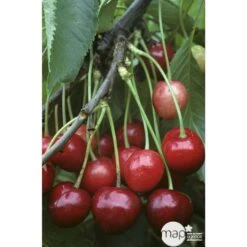 Cerisier Bigarreau Marmotte : Demi Tige Ctr 15 Litres -Feuilora Soldes Boutique 29603 002