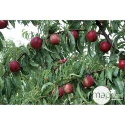 Nectarinier Nectarose : Demi Tige Ctr 15 Litres -Feuilora Soldes Boutique 29612 003