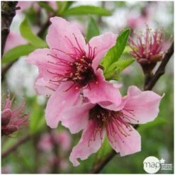 Nectarinier Nectarose : Demi Tige Ctr 15 Litres -Feuilora Soldes Boutique 29612 004