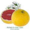 Pomelos A Chair Rose Bio Tailles:pot De 3 Litres, Hauteur 30/40 Cm -Feuilora Soldes Boutique 2ed3940e2398882b