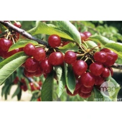 Cerisier Coeur De Pigeon : ½ Tige, 4-5 Ans, H 170-180 Cm -Feuilora Soldes Boutique 37589 002