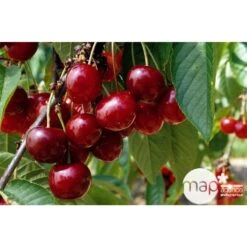 Cerisier Bigarreau Géant D'Hedelfingen 1/2 Tige 2ans âge Ctr 15L -Feuilora Soldes Boutique 37597 002