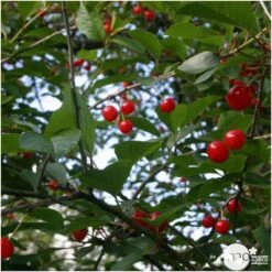 Cerisier Griotte Montmorency : ½ Tige, 4-5 Ans, H 170-180 Cm -Feuilora Soldes Boutique 37611 006