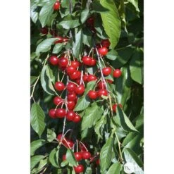 Cerisier Griotte Montmorency : ½ Tige, 4-5 Ans, H 170-180 Cm -Feuilora Soldes Boutique 37611 009