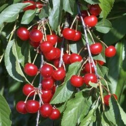 Cerisier Griotte Montmorency : ½ Tige, 4-5 Ans, H 170-180 Cm -Feuilora Soldes Boutique 37611 010