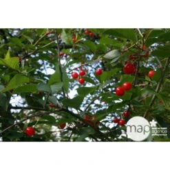 Cerisier Griotte De Montmorency : Gobelet 3 Ans D'âge Ctr 12 Litres 15 Cerisier Griotte De Montmorency : Gobelet 3 Ans D'âge Ctr 12 Litres -Feuilora Soldes Boutique 37613 004