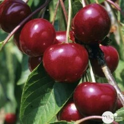 Cerisier Griotte De Montmorency : Gobelet 3 Ans D'âge Ctr 12 Litres 10 Cerisier Griotte De Montmorency : Gobelet 3 Ans D'âge Ctr 12 Litres -Feuilora Soldes Boutique 37613 005