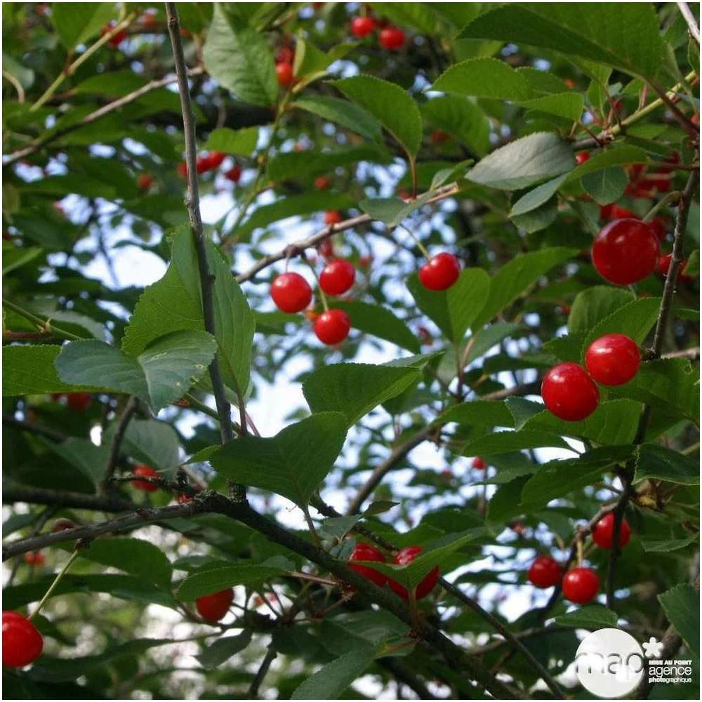 Cerisier Griotte De Montmorency : Gobelet 3 Ans D'âge Ctr 12 Litres 6 Cerisier Griotte De Montmorency : Gobelet 3 Ans D'âge Ctr 12 Litres – Image 4