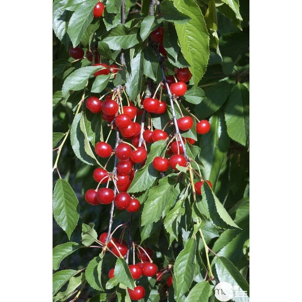 Cerisier Griotte De Montmorency : Gobelet 3 Ans D'âge Ctr 12 Litres 5 Cerisier Griotte De Montmorency : Gobelet 3 Ans D'âge Ctr 12 Litres – Image 3