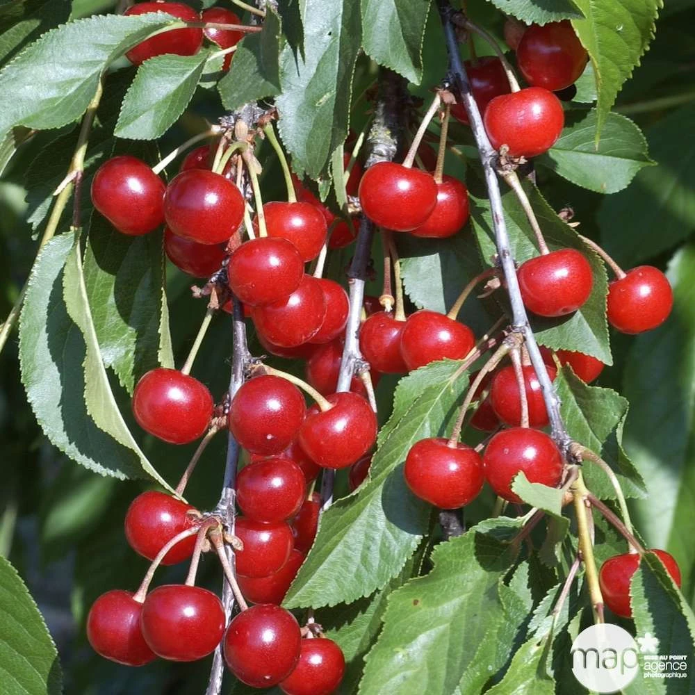 Cerisier Griotte De Montmorency : Gobelet 3 Ans D'âge Ctr 12 Litres 7 Cerisier Griotte De Montmorency : Gobelet 3 Ans D'âge Ctr 12 Litres – Image 5