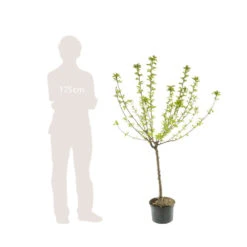 Cerisier Bigarreau Moreau : Gobelet 3 Ans D'âge Ctr 12 Litres -Feuilora Soldes Boutique 37620 005