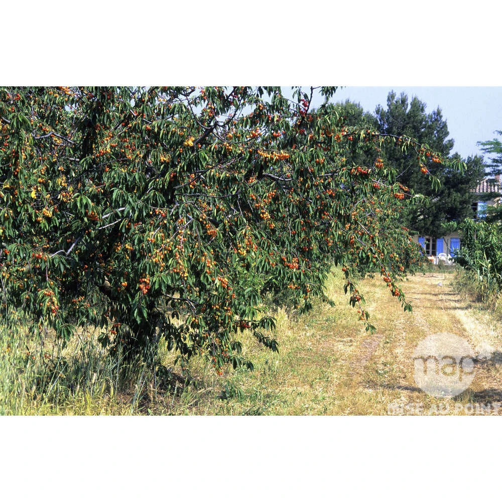 Cerisier Bigarreau Napoléon : Gobelet 3 Ans D'âge Ctr 12 Litres 4 Cerisier Bigarreau Napoléon : Gobelet 3 Ans D'âge Ctr 12 Litres – Image 2