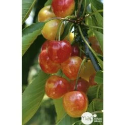 Cerisier Bigarreau Napoléon : Gobelet 3 Ans D'âge Ctr 12 Litres 10 Cerisier Bigarreau Napoléon : Gobelet 3 Ans D'âge Ctr 12 Litres -Feuilora Soldes Boutique 37627 004