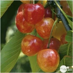 Cerisier Bigarreau Napoléon : Gobelet 3 Ans D'âge Ctr 12 Litres 11 Cerisier Bigarreau Napoléon : Gobelet 3 Ans D'âge Ctr 12 Litres -Feuilora Soldes Boutique 37627 006