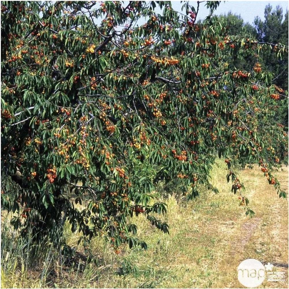 Cerisier Bigarreau Napoléon : Gobelet 3 Ans D'âge Ctr 12 Litres 5 Cerisier Bigarreau Napoléon : Gobelet 3 Ans D'âge Ctr 12 Litres – Image 3