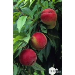 Pêcher à Chair Blanche Amsden : Demi Tige Ctr 15 Litres 7 Pêcher à Chair Blanche Amsden : Demi Tige Ctr 15 Litres -Feuilora Soldes Boutique 37642 002