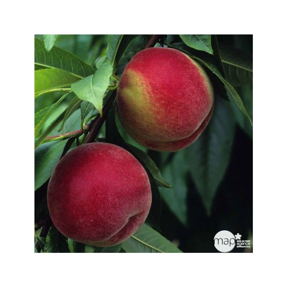 Pêcher à Chair Blanche Amsden : Demi Tige Ctr 15 Litres 4 Pêcher à Chair Blanche Amsden : Demi Tige Ctr 15 Litres – Image 2