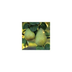 Poirier Beurré Hardy : Gobelet 3 Ans D'âge Ctr 12 Litres -Feuilora Soldes Boutique 37673 003