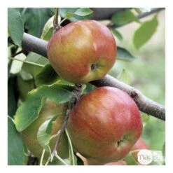 Pommier Melrose : ½ Tige, 4-5 Ans, H 170-180 Cm -Feuilora Soldes Boutique 37765 008