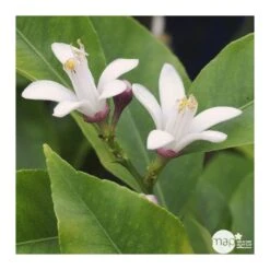 Citronnier 4 Saisons:AB Conteneur 3 Litres -Feuilora Soldes Boutique 493516 002