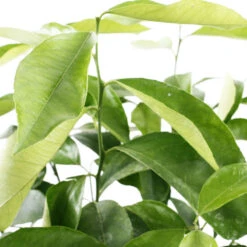 Citronnier 4 Saisons:AB Conteneur 3 Litres -Feuilora Soldes Boutique 493516 003