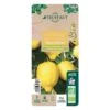 Citronnier 4 Saisons:AB Conteneur 3 Litres -Feuilora Soldes Boutique 493516 008