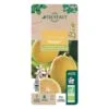Citronnier Meyer:AB Conteneur 3 Litres -Feuilora Soldes Boutique 493531 008