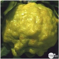 Combava AB :conteneur 3 Litres -Feuilora Soldes Boutique 493533 004