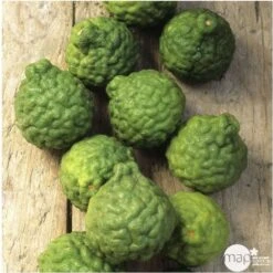 Combava AB :conteneur 3 Litres -Feuilora Soldes Boutique 493533 005