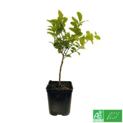 Limettier ' Mexicaine':AB Conteneur 3 Litres -Feuilora Soldes Boutique 493535 003