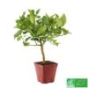 Lime De Tahiti : Quart De Tige, Pot 3L, Agriculture Biologique -Feuilora Soldes Boutique 509209 005