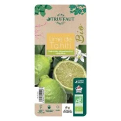 Lime De Tahiti : Quart De Tige, Pot 3L, Agriculture Biologique -Feuilora Soldes Boutique 509209 008