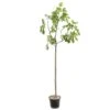 Figuier 'Rouge De Bordeaux' Tige : Pot 10 L -Feuilora Soldes Boutique 514655 002