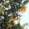 Eriobotrya 'Japonica': Ctr 18L 1 Eriobotrya 'Japonica': Ctr 18L -Feuilora Soldes Boutique 532439 002