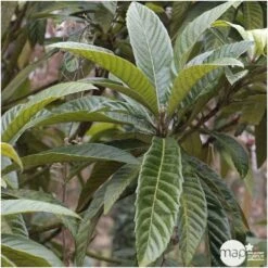 Eriobotrya 'Japonica': Ctr 18L -Feuilora Soldes Boutique 532439 004