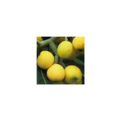 Eriobotrya 'Japonica': Ctr 18L -Feuilora Soldes Boutique 532439 005