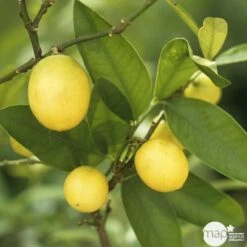 Limequat:AB Conteneur 3 Litres 11 Limequat:AB Conteneur 3 Litres -Feuilora Soldes Boutique 536191 004