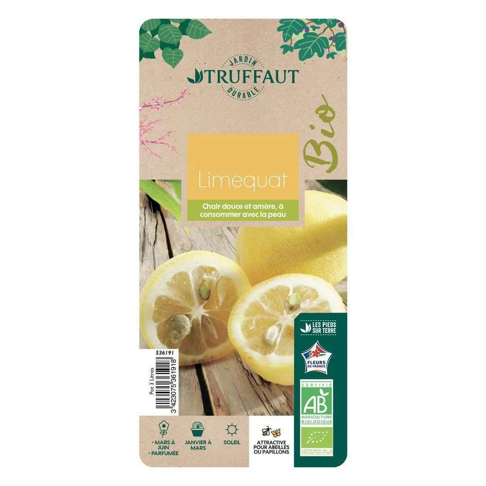 Limequat:AB Conteneur 3 Litres 4 Limequat:AB Conteneur 3 Litres – Image 2